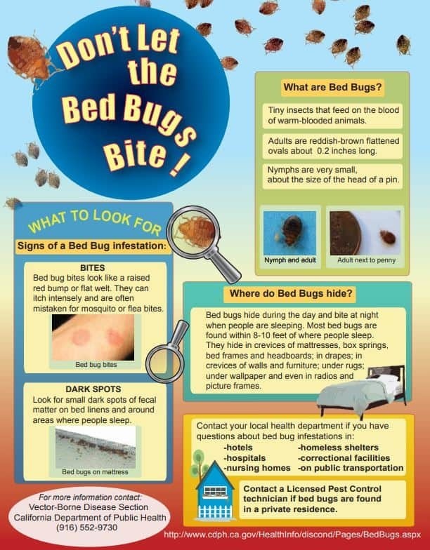 Bed Bug Flyer